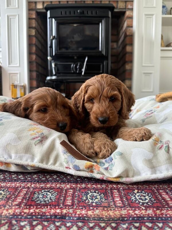 Cockapoo puppies for sale in Warrenpoint, County Down – 8 weeks old - Image 3 of 3