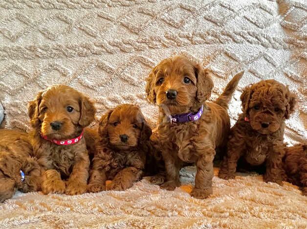 Cockapoo puppies for sale in Saltash, Cornwall – 1 year old - Image 2 of 5