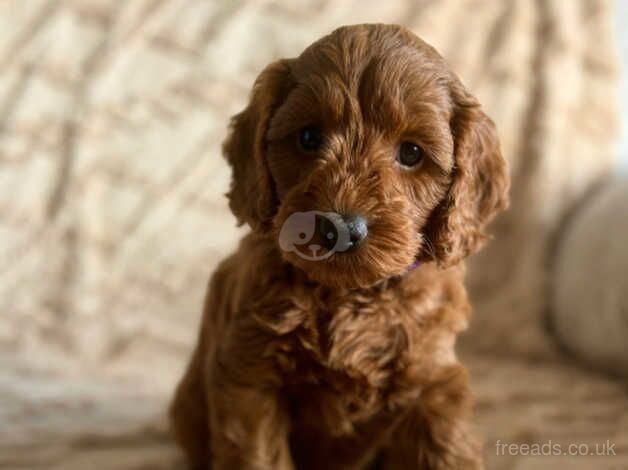 Cockapoo puppies for sale in Saltash, Cornwall – 1 year old - Image 3 of 5