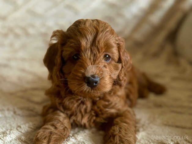 Cockapoo puppies for sale in Saltash, Cornwall – 1 year old - Image 5 of 5