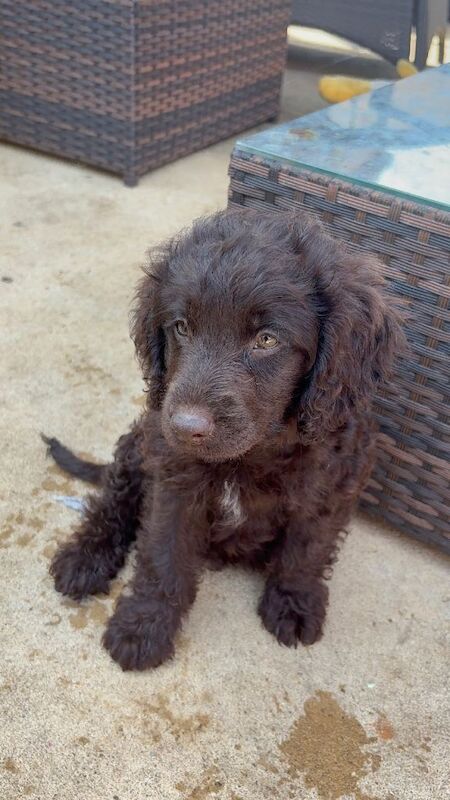 Apricot Cockapoo Puppies For Sale