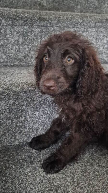 Full vaccinations Ready to Go Cockapoo - Image 3 of 3