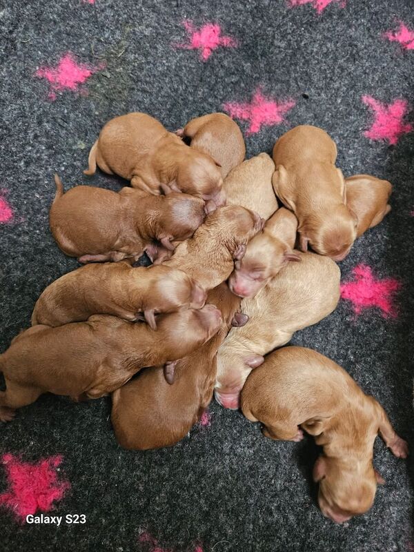 Cockapoo puppies for sale in Cardiff / Caerdydd, South Glamorgan – 2 days old