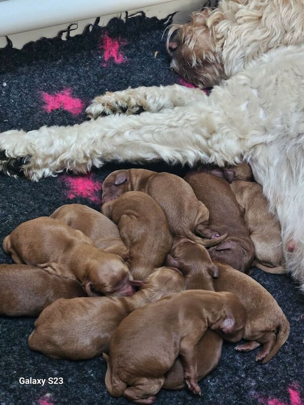 Cockapoo puppies for sale in Cardiff / Caerdydd, South Glamorgan – 2 days old - Image 2 of 3