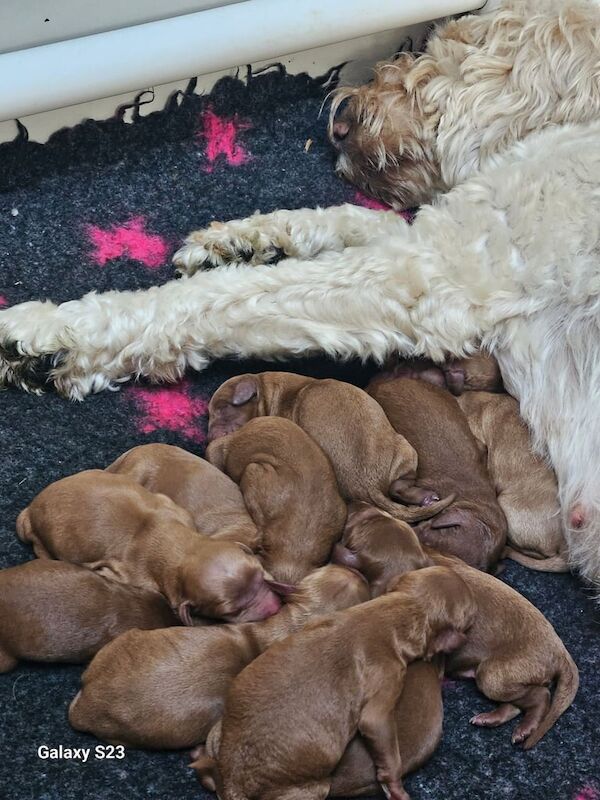 Cockapoo puppies for sale in Cardiff / Caerdydd, South Glamorgan – 2 days old - Image 3 of 3