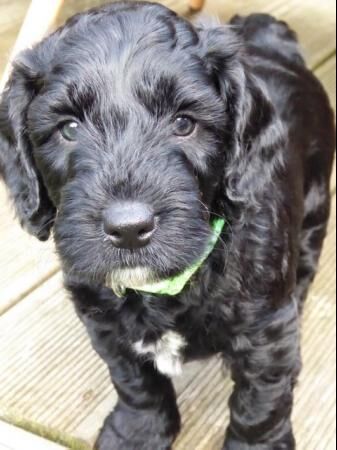 Cockapoo puppies for sale in Hailsham, East Sussex – 1 year old - Image 1 of 5