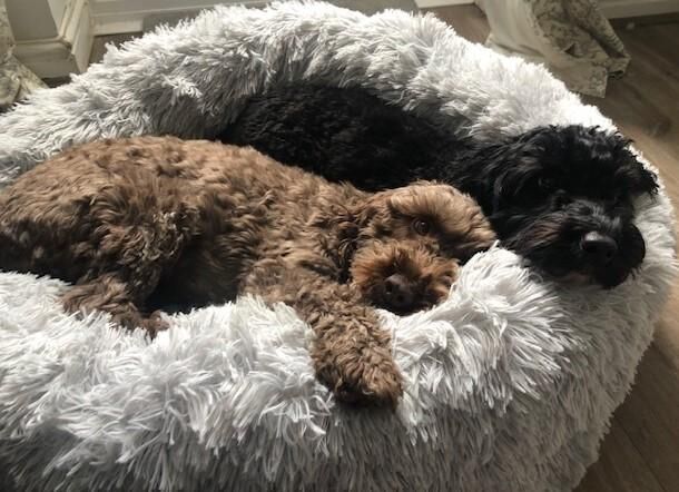 Cockapoo puppies for sale in Hailsham, East Sussex – 1 year old - Image 2 of 5