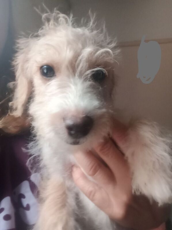 Fully vaccinated Cockapoo with jack Russell puppies