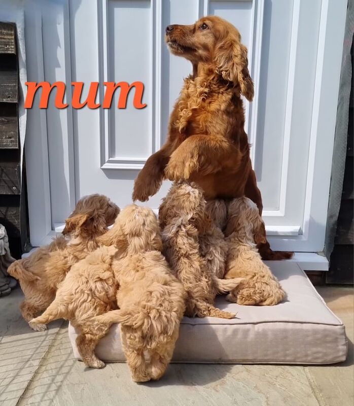Fully vaccinated cockapoos for sale in Harlow, Essex