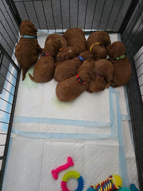 GENIUNE F1 SHOW TYPE COCKAPOO PUPPIES for sale in Iver, Buckinghamshire | Image 2