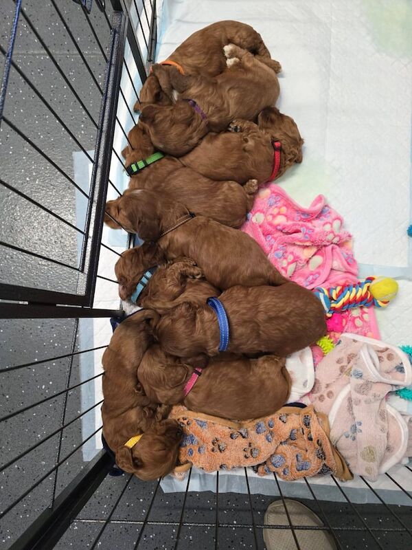 GENIUNE F1 SHOW TYPE COCKAPOO PUPPIES for sale in Iver, Buckinghamshire | Image 3