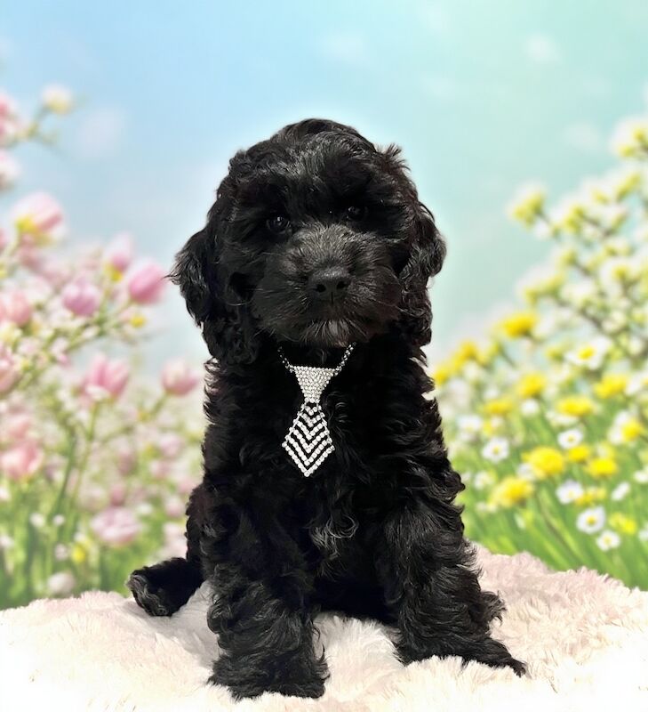 ❤️Gentle & Affectionate Mini F1 Cockapoo Champion Lines & DNA CLEAR 