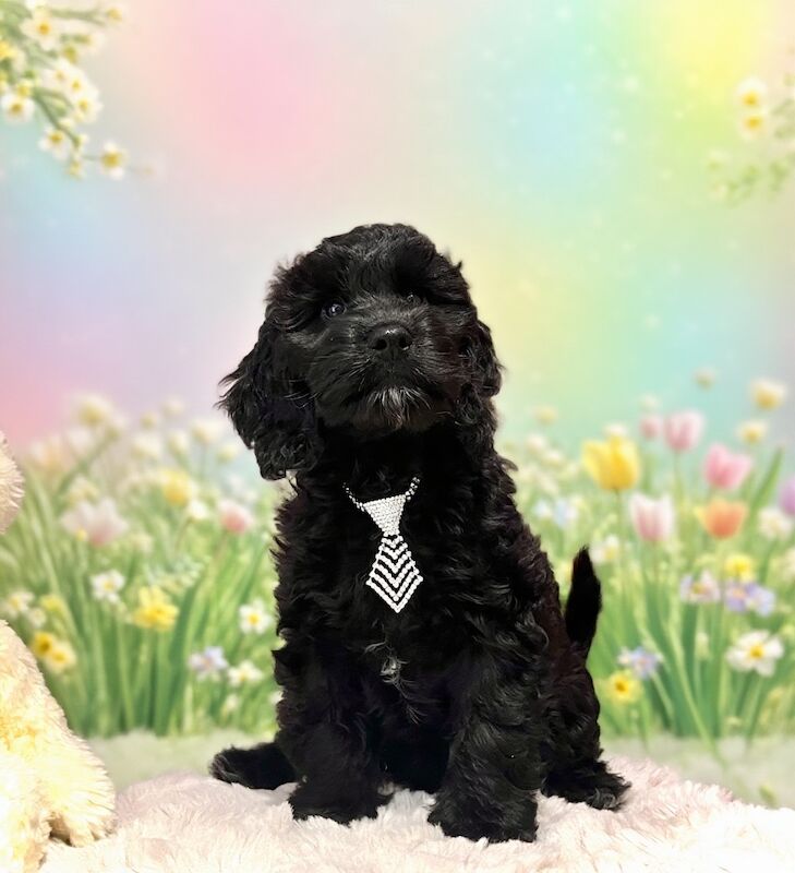 ️Gentle & Affectionate Mini F1 Cockapoo, DNA CLEAR, CHAMPION LINES