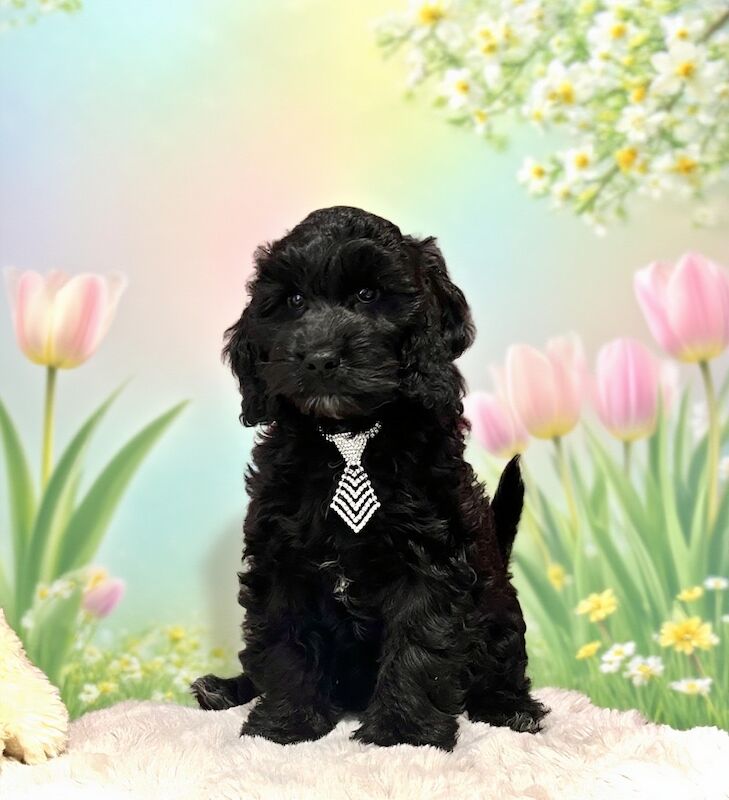 ️Gentle & Affectionate Mini F1 Cockapoo, DNA CLEAR, CHAMPION LINES - Image 2 of 6