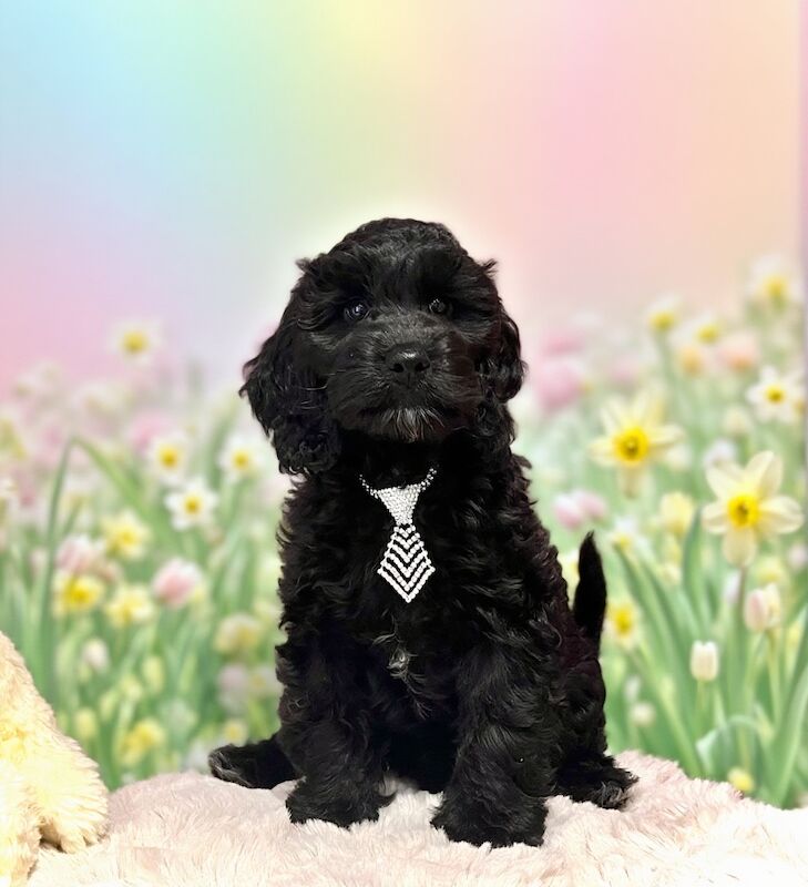 ️Gentle & Affectionate Mini F1 Cockapoo, DNA CLEAR, CHAMPION LINES - Image 3 of 6