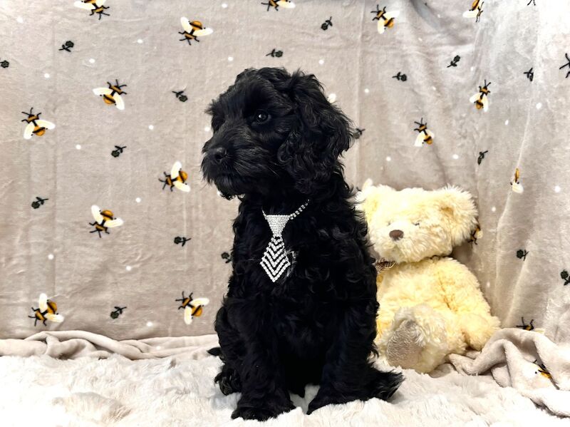 ️Gentle & Affectionate Mini F1 Cockapoo, DNA CLEAR, CHAMPION LINES - Image 5 of 6