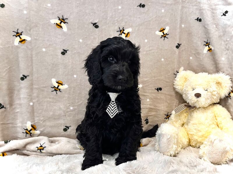 ️Gentle & Affectionate Mini F1 Cockapoo, DNA CLEAR, CHAMPION LINES - Image 6 of 6