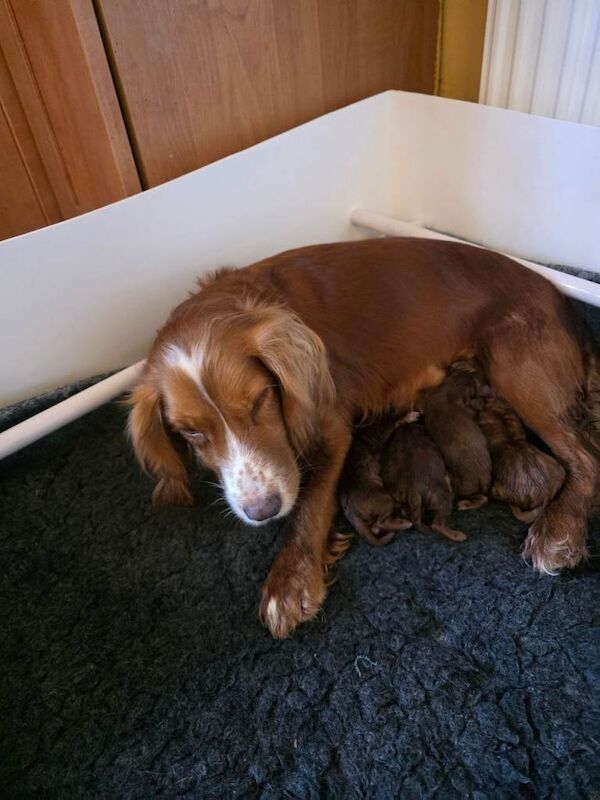 Cockapoo Puppies For Sale