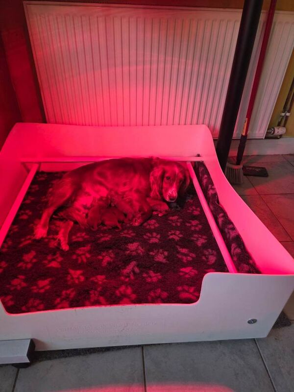 Genuine cockerpoo puppies - Image 4 of 4