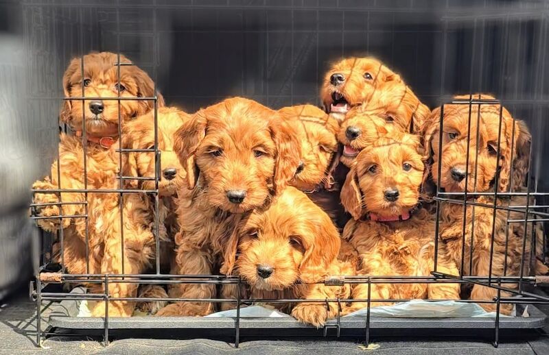 GENUINE F1 COCKAPOO PUPPIES. for sale in Iver, Buckinghamshire