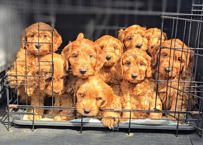 GENUINE F1 COCKAPOO PUPPIES. for sale in Iver, Buckinghamshire - Image 2