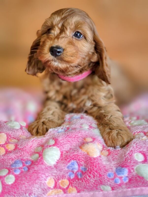 GENUINE F1 COCKAPOO PUPPIES. for sale in Iver, Buckinghamshire | Image 3