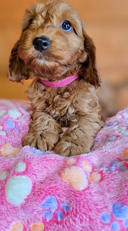 GENUINE F1 COCKAPOO PUPPIES. for sale in Iver, Buckinghamshire | Image 4