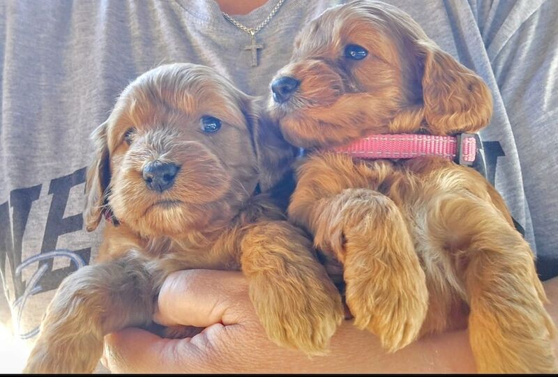 GENUINE F1 COCKAPOO PUPPIES. for sale in Iver, Buckinghamshire - Image 8