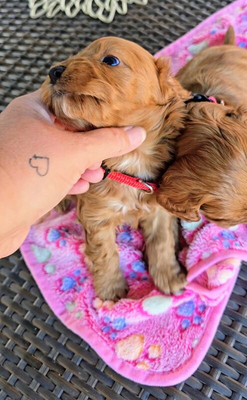 GENUINE F1 COCKAPOO PUPPIES. for sale in Iver, Buckinghamshire - Image 9