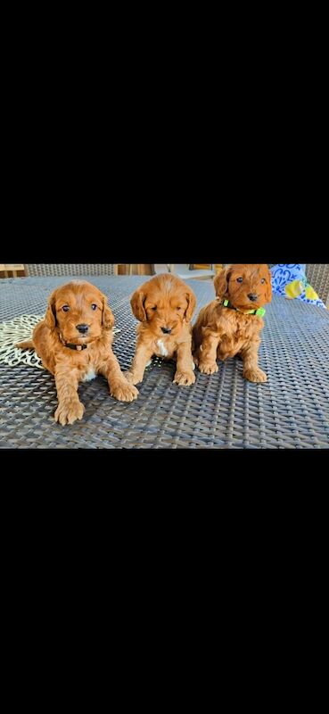 GENUINE F1 COCKAPOO PUPPIES. for sale in Iver, Buckinghamshire - Image 11