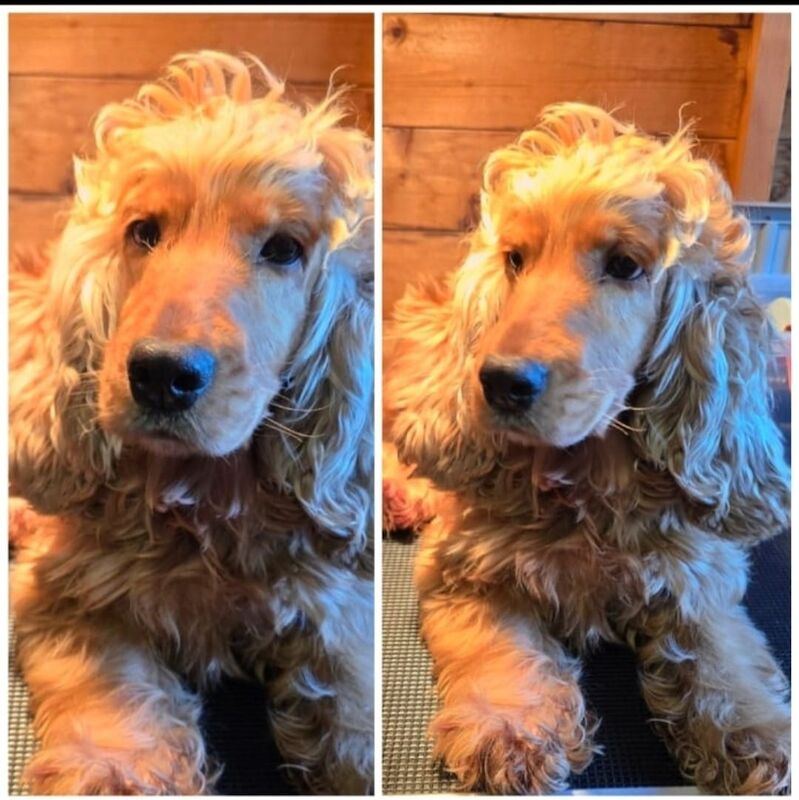 GENUINE F1 COCKAPOO PUPPIES. for sale in Iver, Buckinghamshire - Image 14