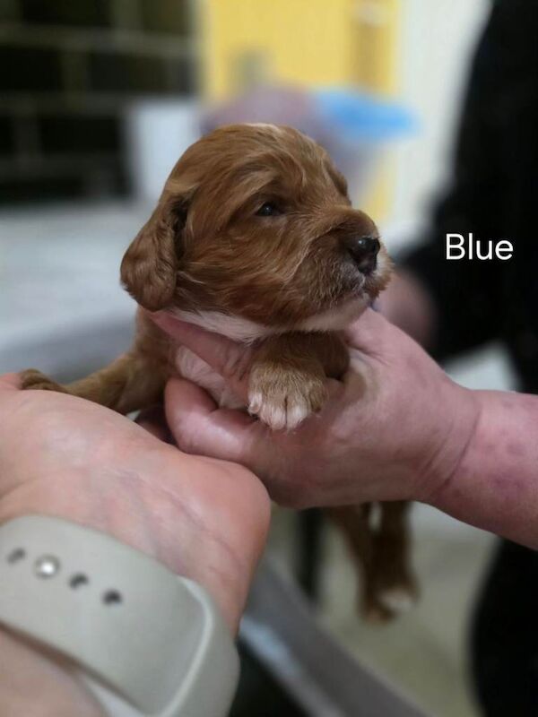 Geogeous cockerpoo puppies
