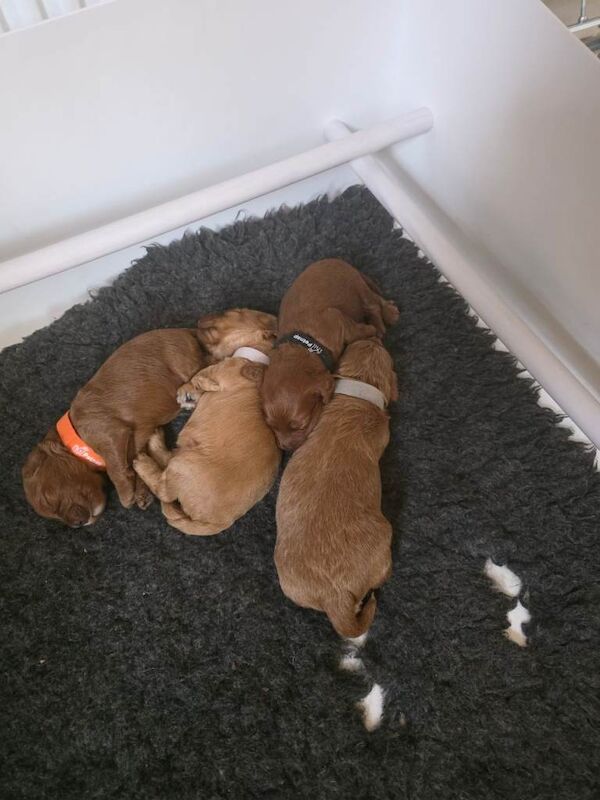 Geogeous cockerpoo puppies - Image 2 of 4