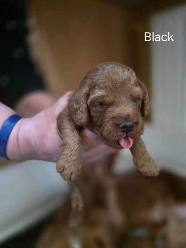 Geogeous cockerpoo puppies - Image 3 of 4