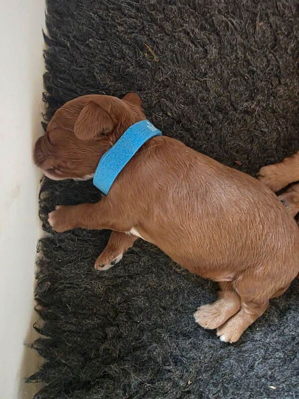 Geogeous cockerpoo puppies - Image 4 of 4