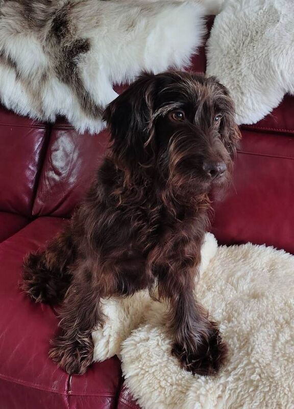 ***gern rescue* 4yo cockapoo for adoption***