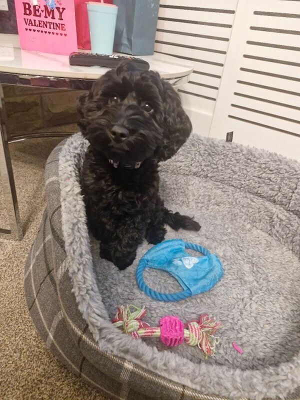 Cockapoo puppies for sale in Ossett, West Yorkshire – 4 months old