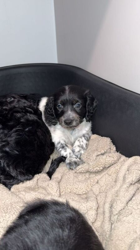 Cockapoo puppies for sale in Aldershot, Hampshire – 7 weeks old