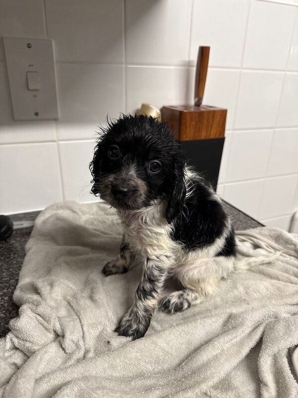 Cockapoo puppies for sale in Aldershot, Hampshire – 7 weeks old - Image 2 of 6