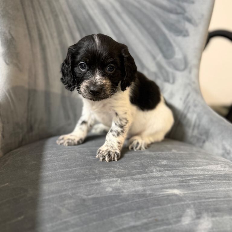 Cockapoo puppies for sale in Aldershot, Hampshire – 7 weeks old - Image 3 of 6