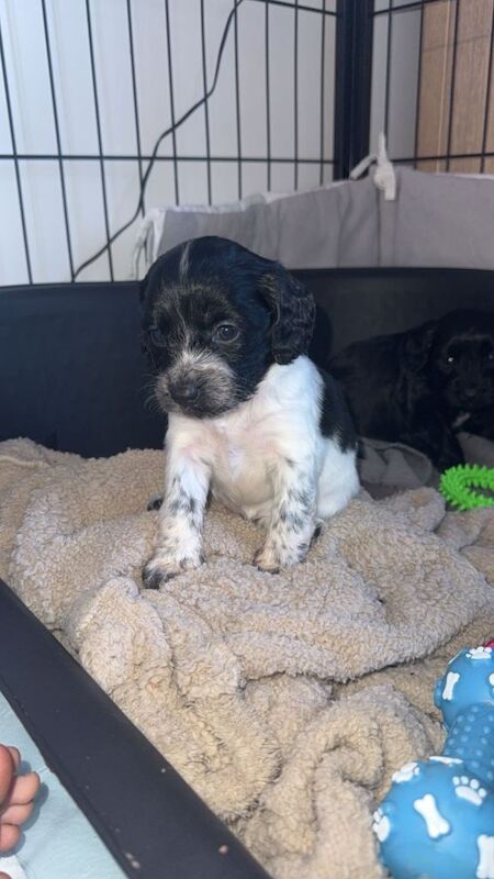 Cockapoo puppies for sale in Aldershot, Hampshire – 7 weeks old - Image 5 of 6