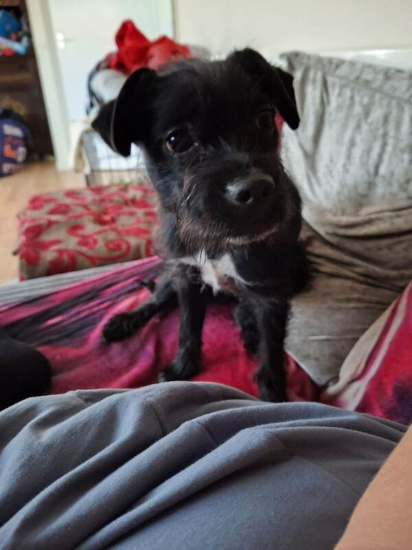 Girl cockerpoo x boston