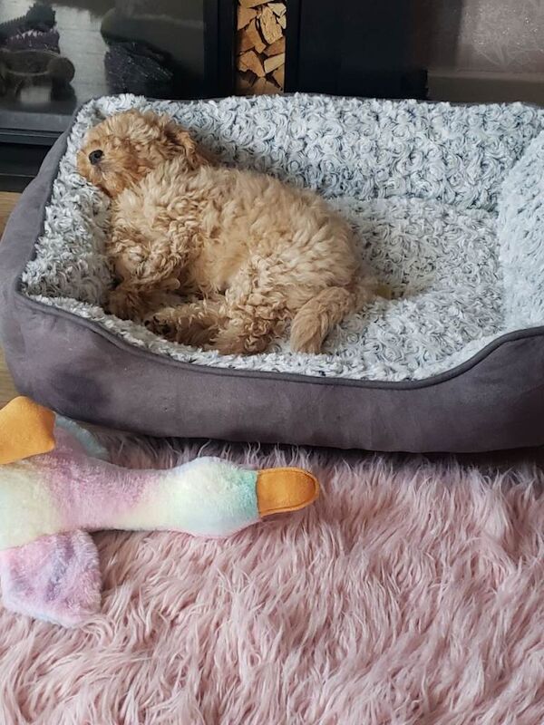 Golden cockapoo - Image 2 of 4
