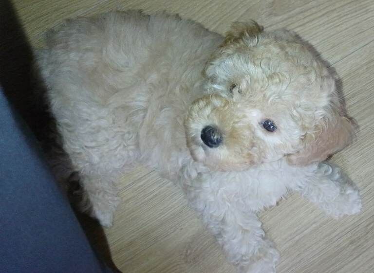 Golden cockapoo - Image 3 of 4