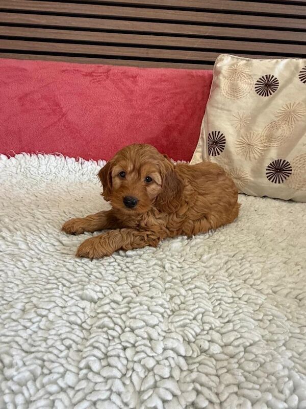 Golden cockapoo puppies - Image 4 of 5