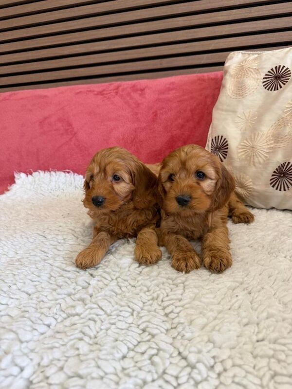 Golden cockapoo puppies - Image 5 of 5