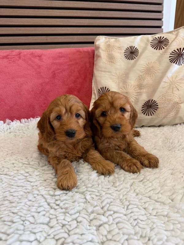 Cockapoo Puppies For Sale