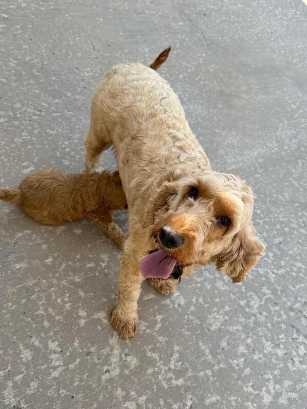 Golden F1B Cockapoo puppies - Image 3 of 5