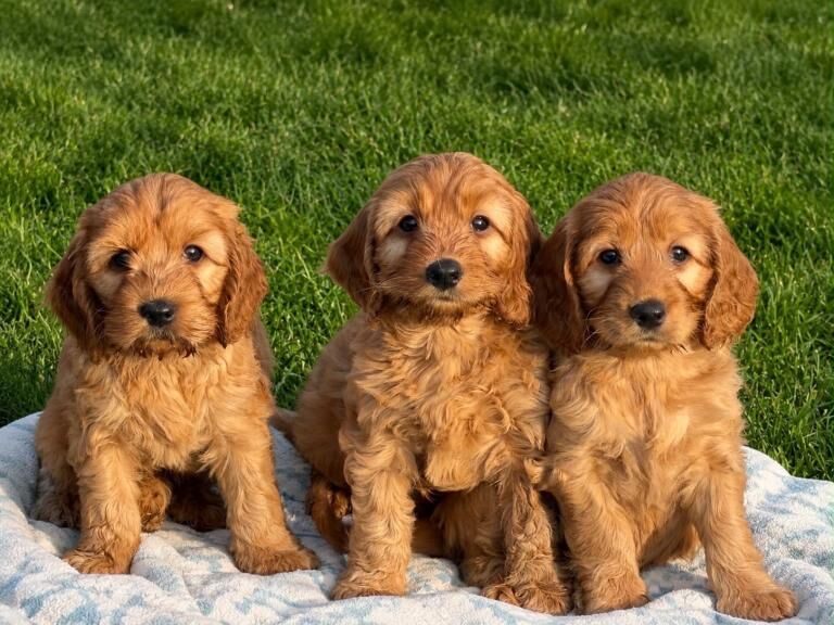 Golden F1B Cockapoo puppies - Image 4 of 5