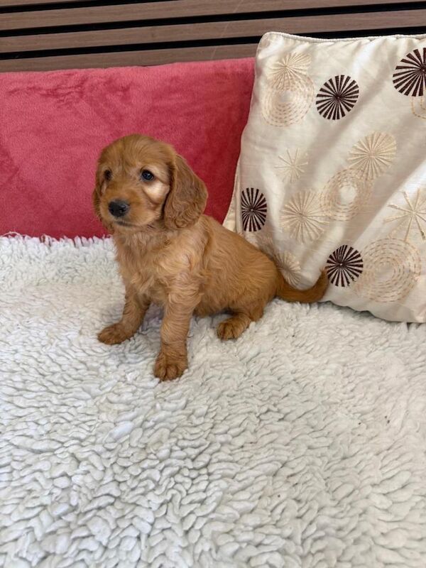 Golden F1B Cockapoo puppies - Image 5 of 5
